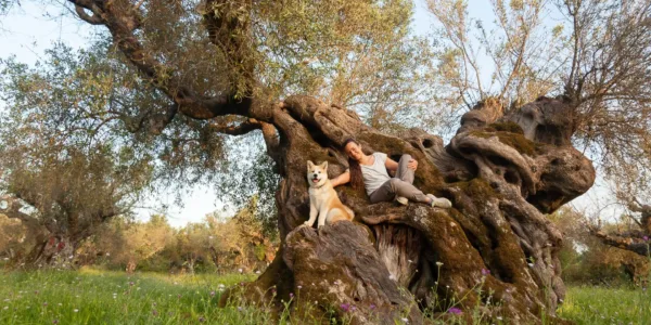 A thousand years old olive tree is considered relatively young. Olive Trails in Greece is all about heritage and tradition.